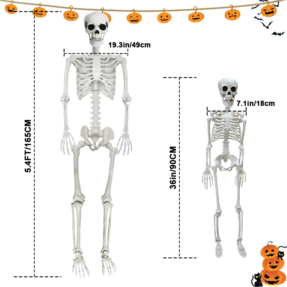 Life Size Skeleton with Movable Joints G897