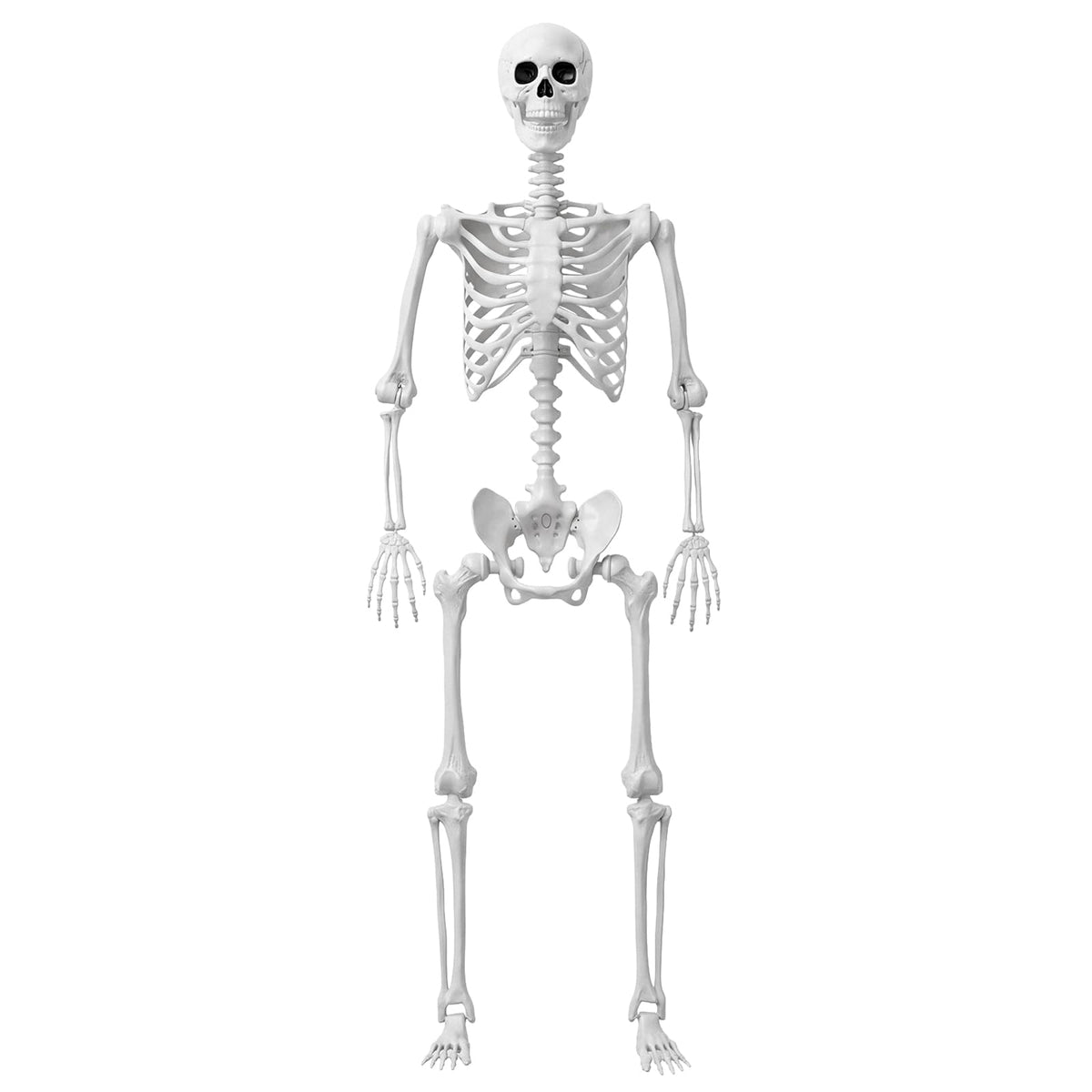 Life Size Human Skeleton with Posable Joint Y373051
