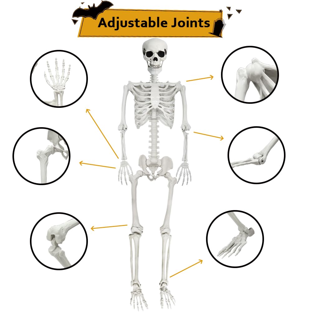 Life Size Skeleton with Movable Joints G897