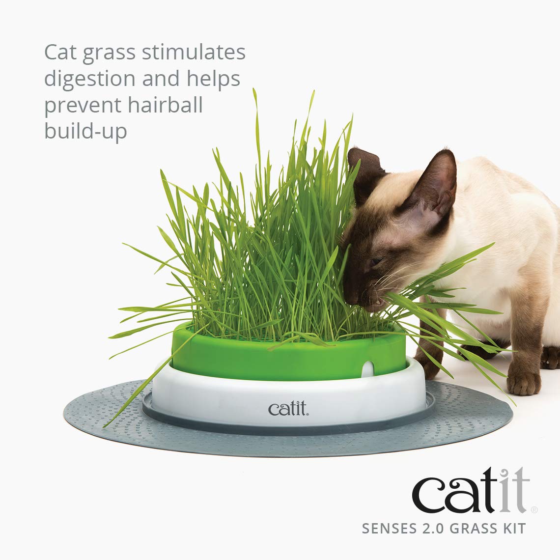 Cat Grass Seeds Set of 3 H4103