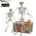 Life Size Skeleton with Movable Joints G897