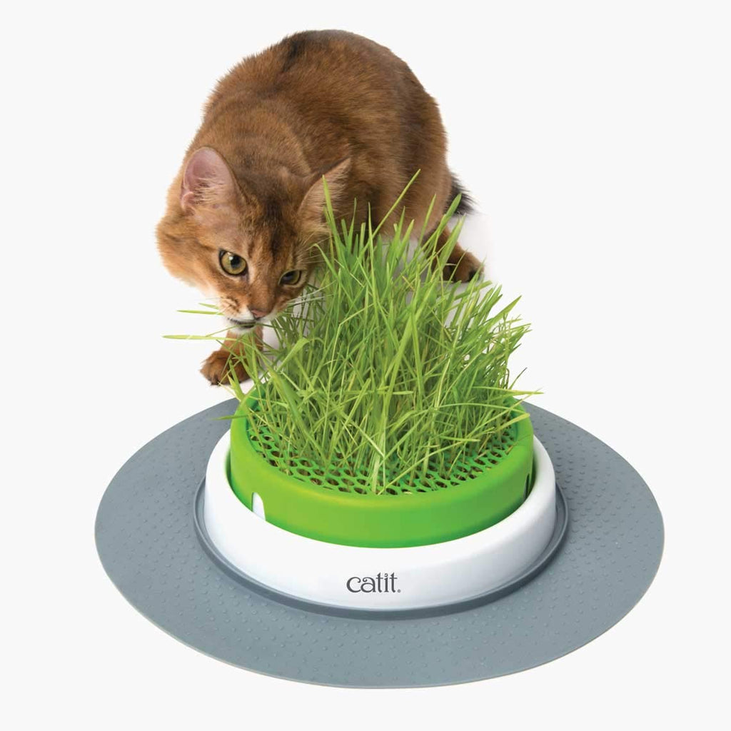 Cat Grass Seeds Set of 3 H4103