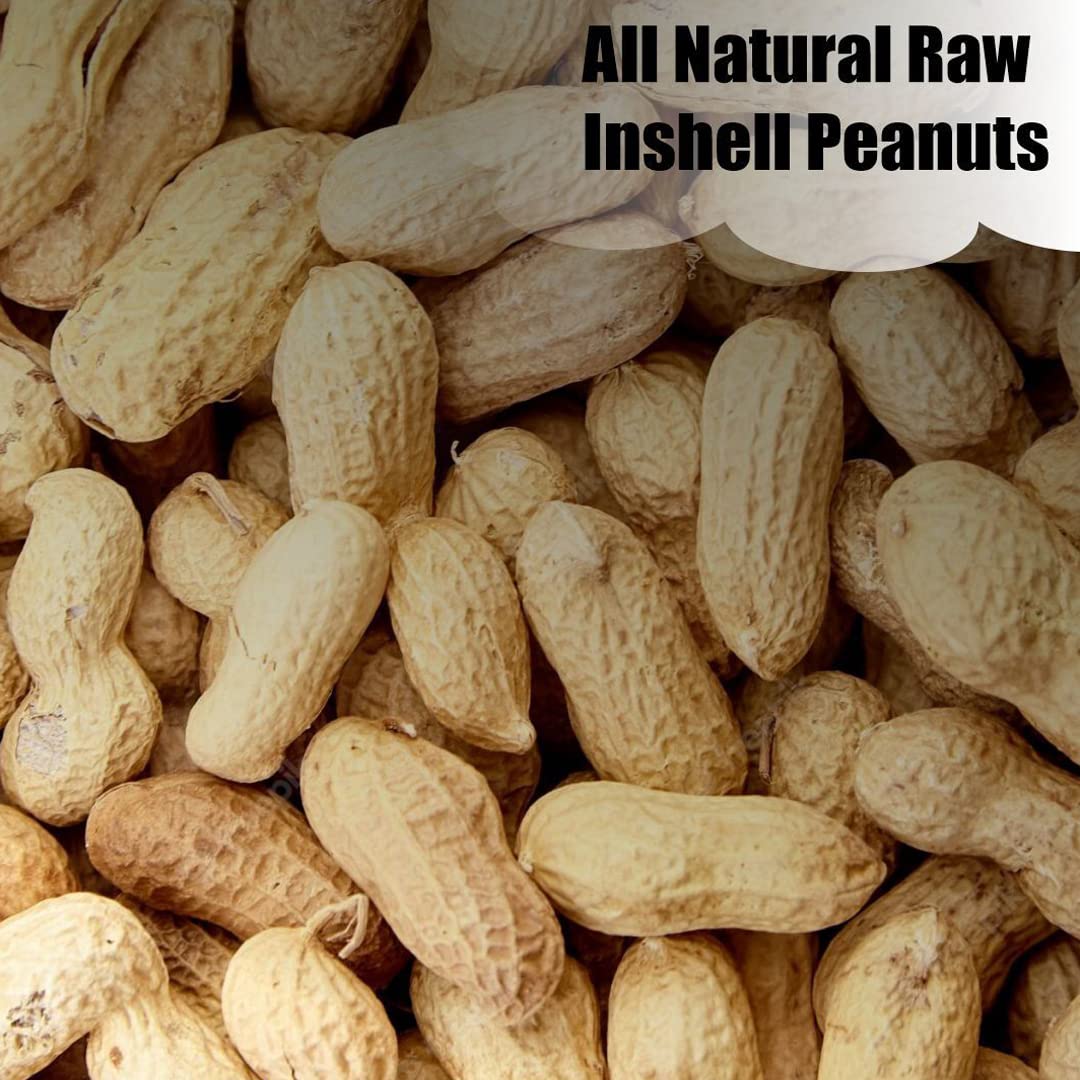 In-Shell Peanuts 8 lbs H75206