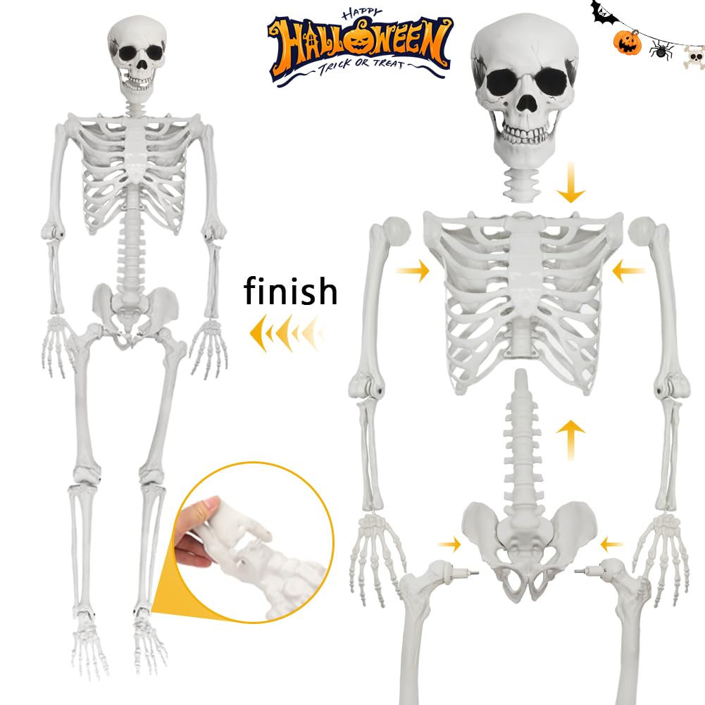 Life Size Skeleton with Movable Joints G897