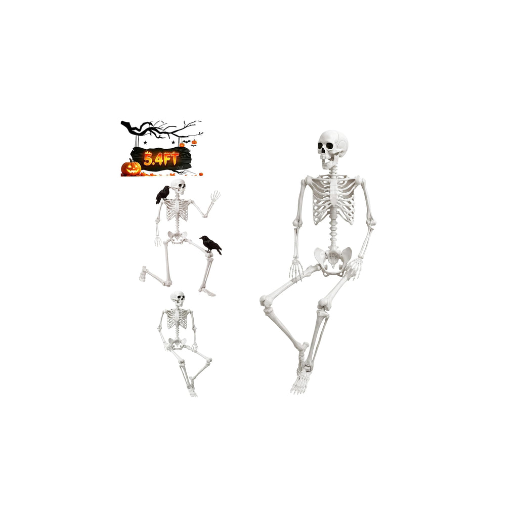 Life Size Human Skeleton with Posable Joint Y373051