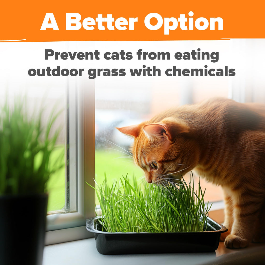 Organic Cat-Grass Seed Mix 4 oz G465284