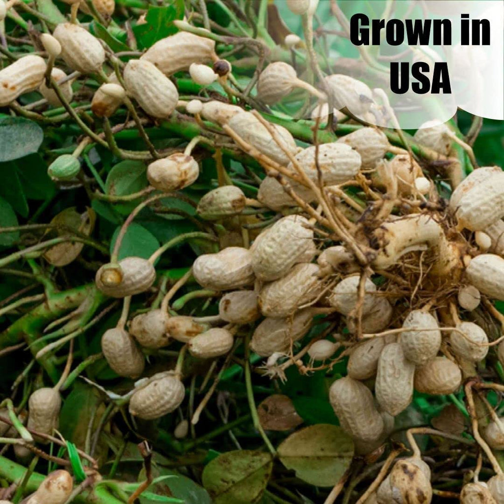 In-Shell Peanuts 8 lbs H75206
