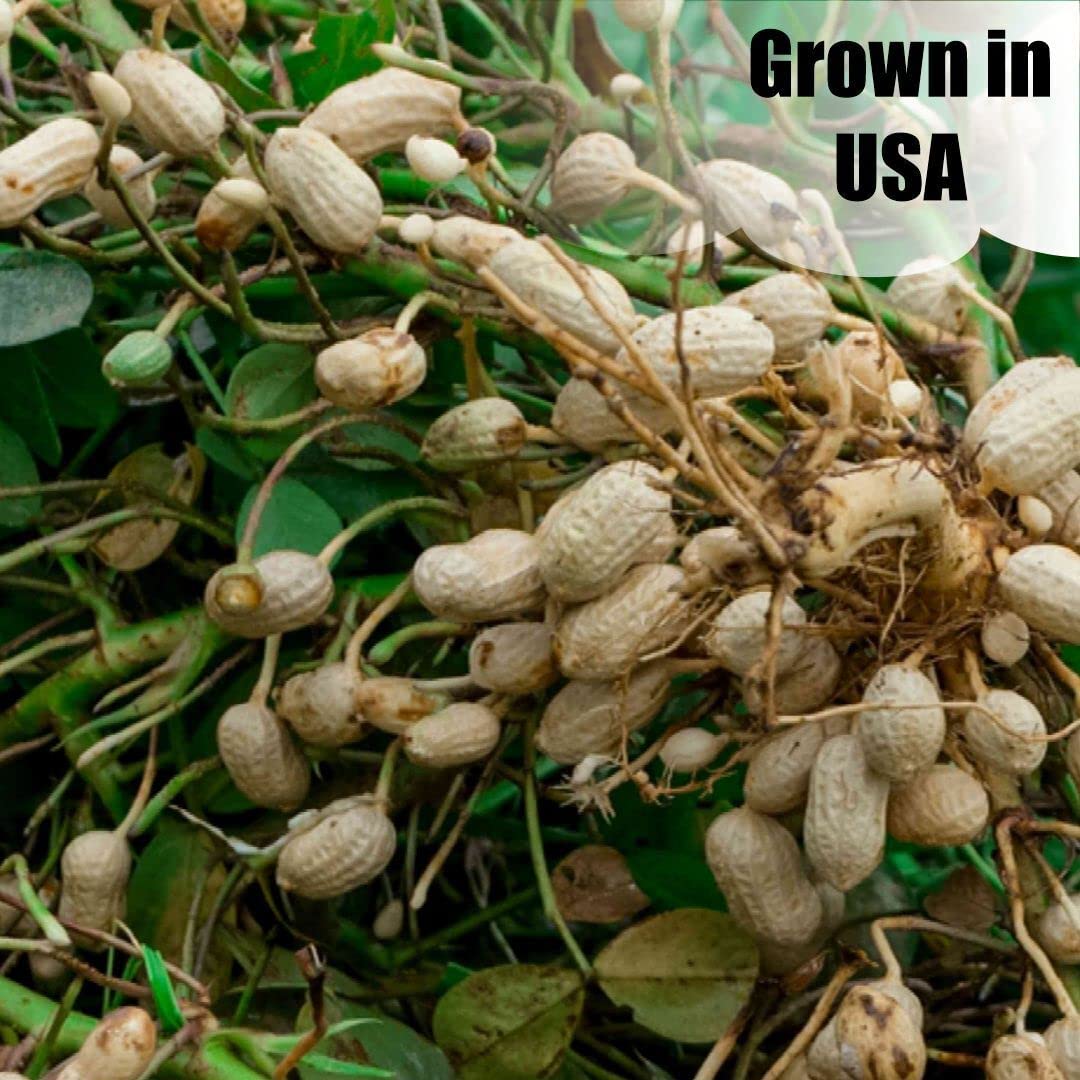 In-Shell Peanuts 8 lbs H75206