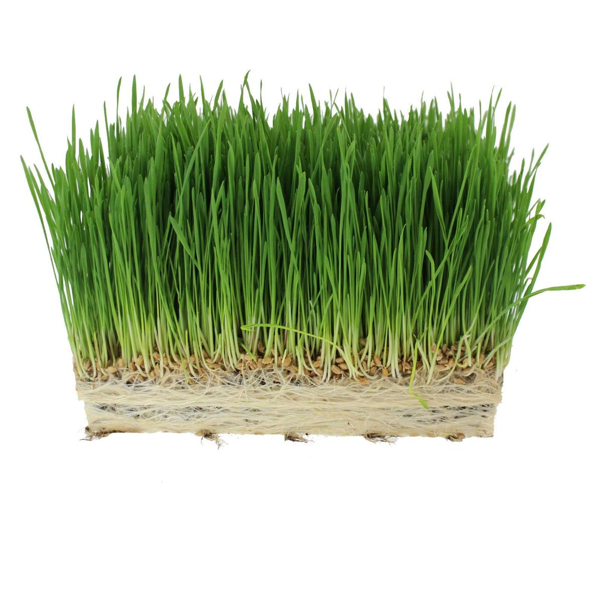 Organic Cat Grass Seed Blend 12 oz K11251