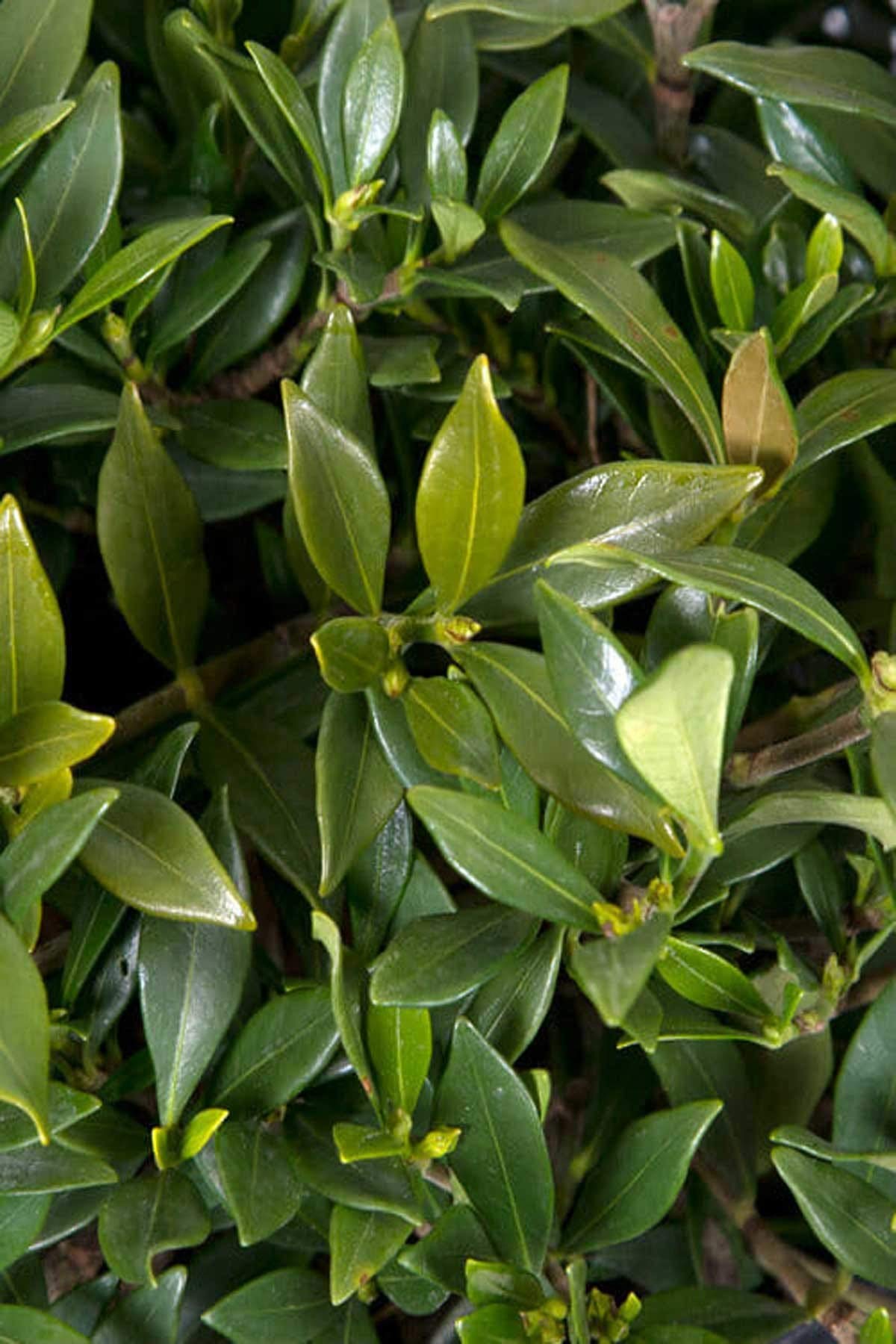 Gardenia 3 Gallon C8810