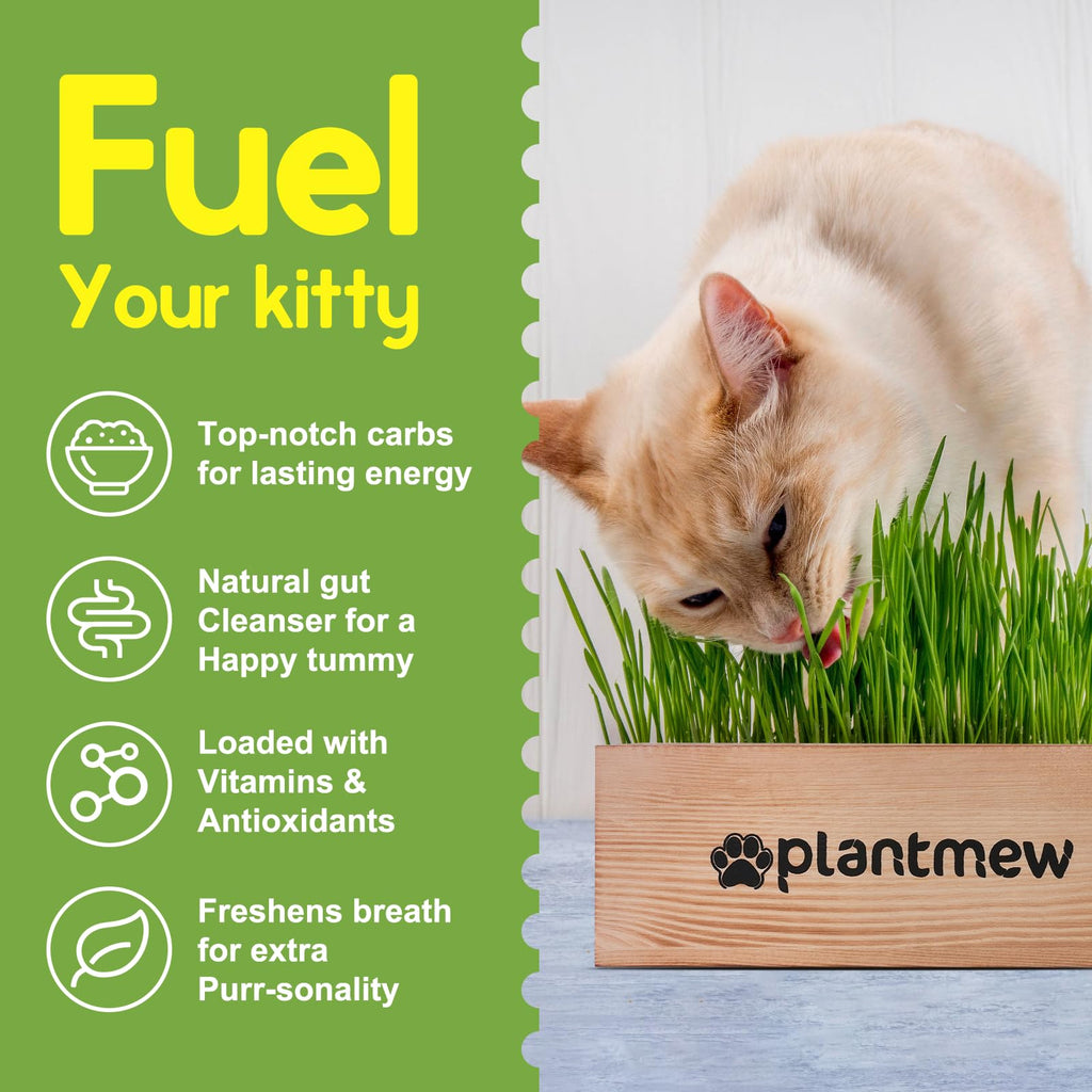 Cat Grass Kit with Seeds, Soil & Planter Pots X8128