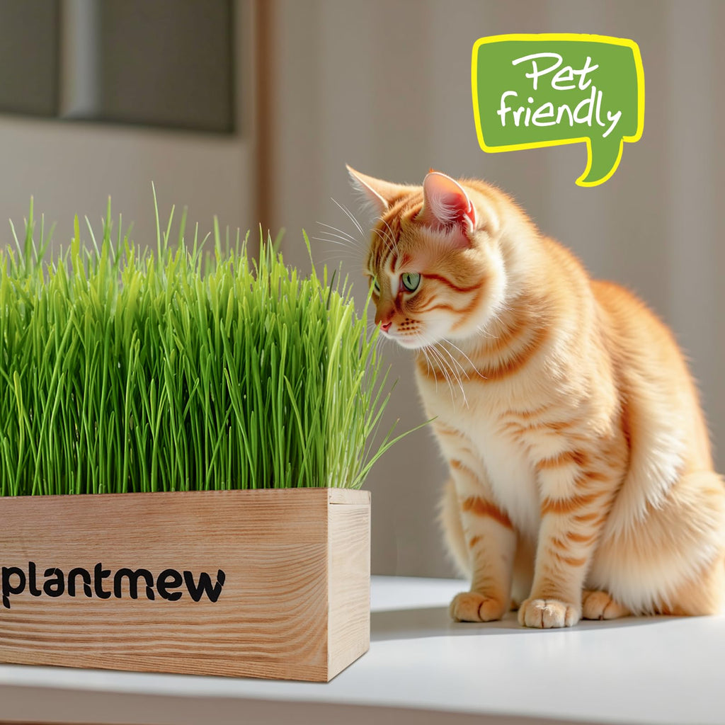 Cat Grass Kit with Seeds, Soil & Planter Pots X8128