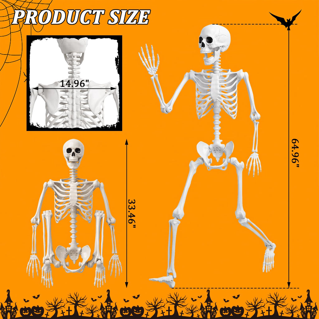 Life Size Human Skeleton with Posable Joint Y373051