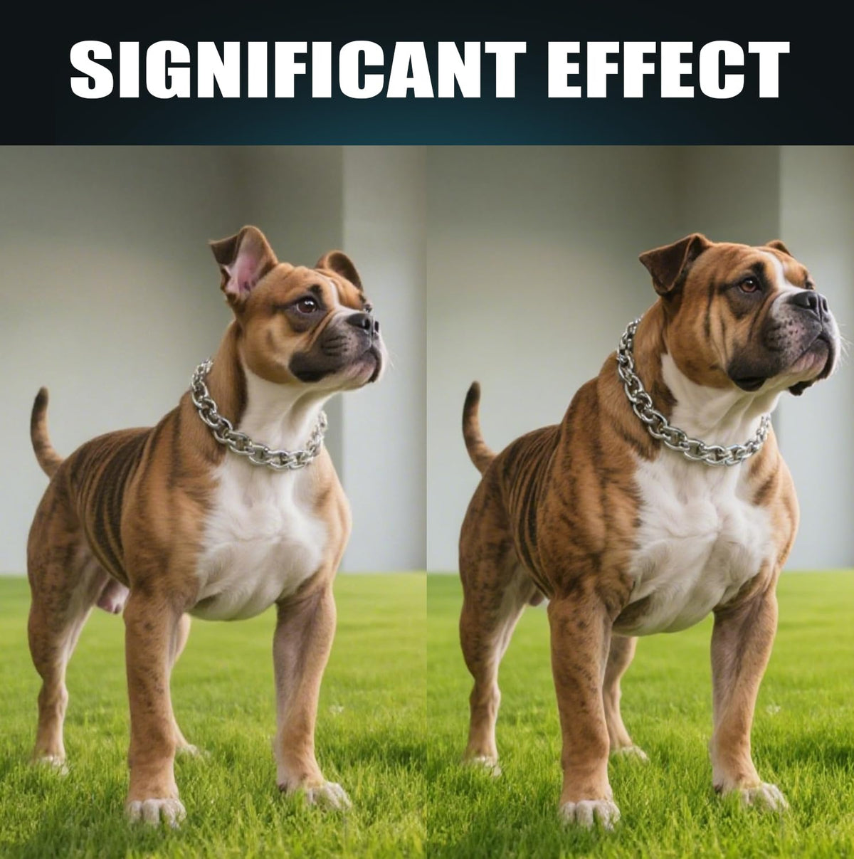 High Protein Dog Weight Gainer H376