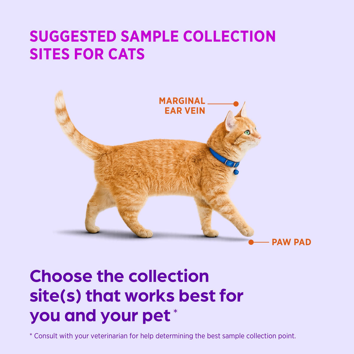 Test Strips for Diabetic Dogs, Cats & Horses, 50 Count F274157