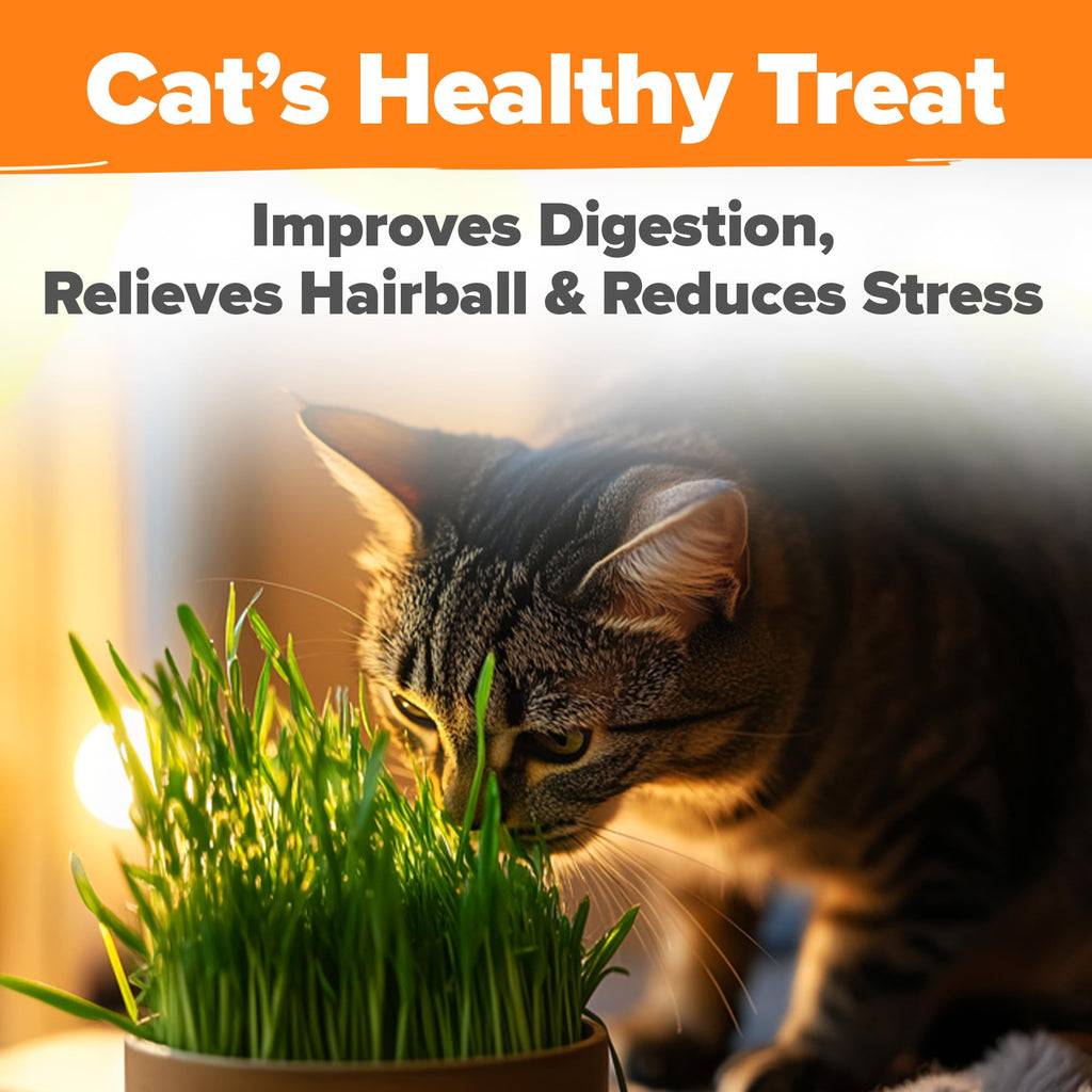 Organic Cat-Grass Seed Mix 4 oz G465284