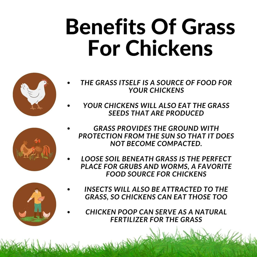 Chicken Grass Grow Kit 3 Pack Refill Kit W43858
