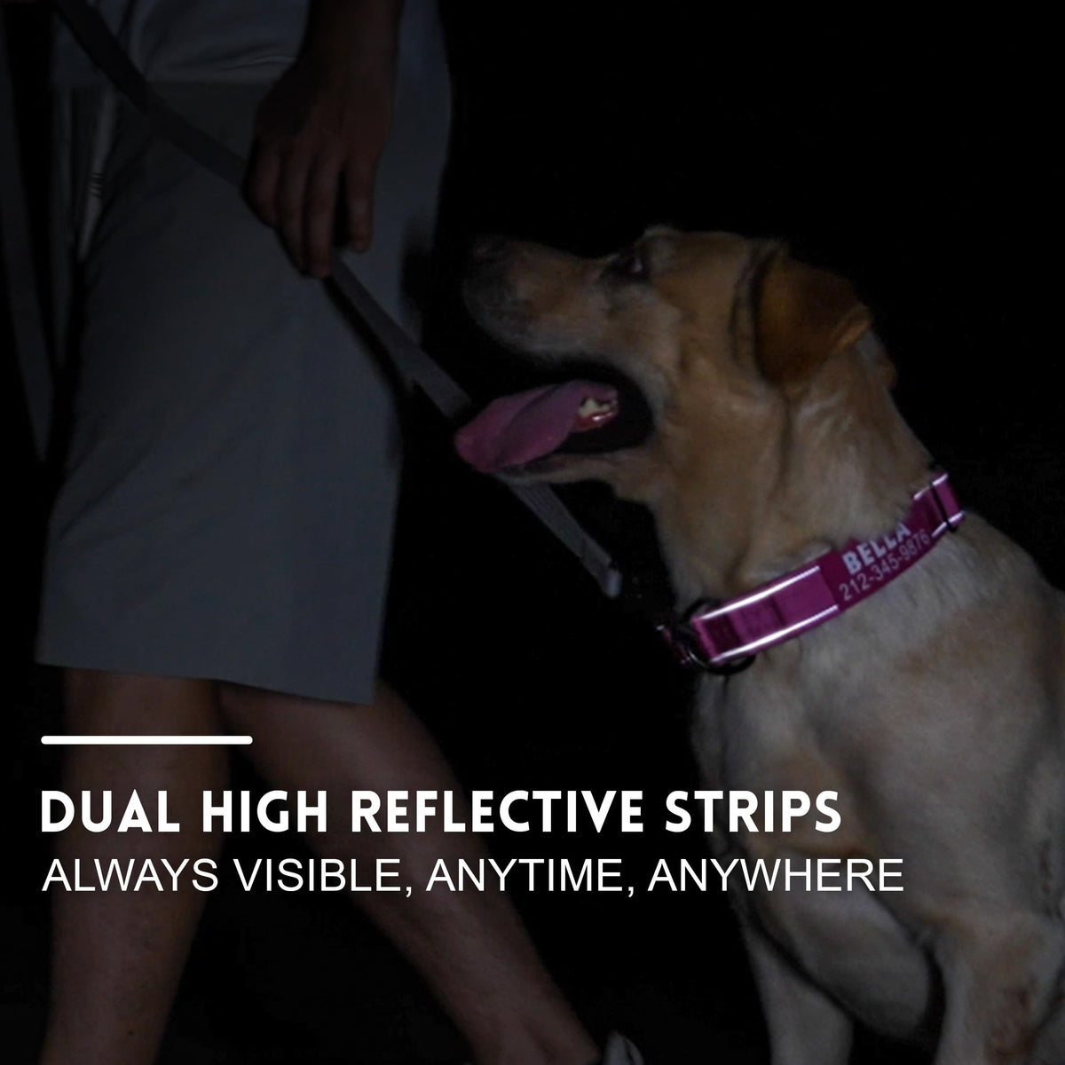 Tactical Dog Collar with Handle D55001