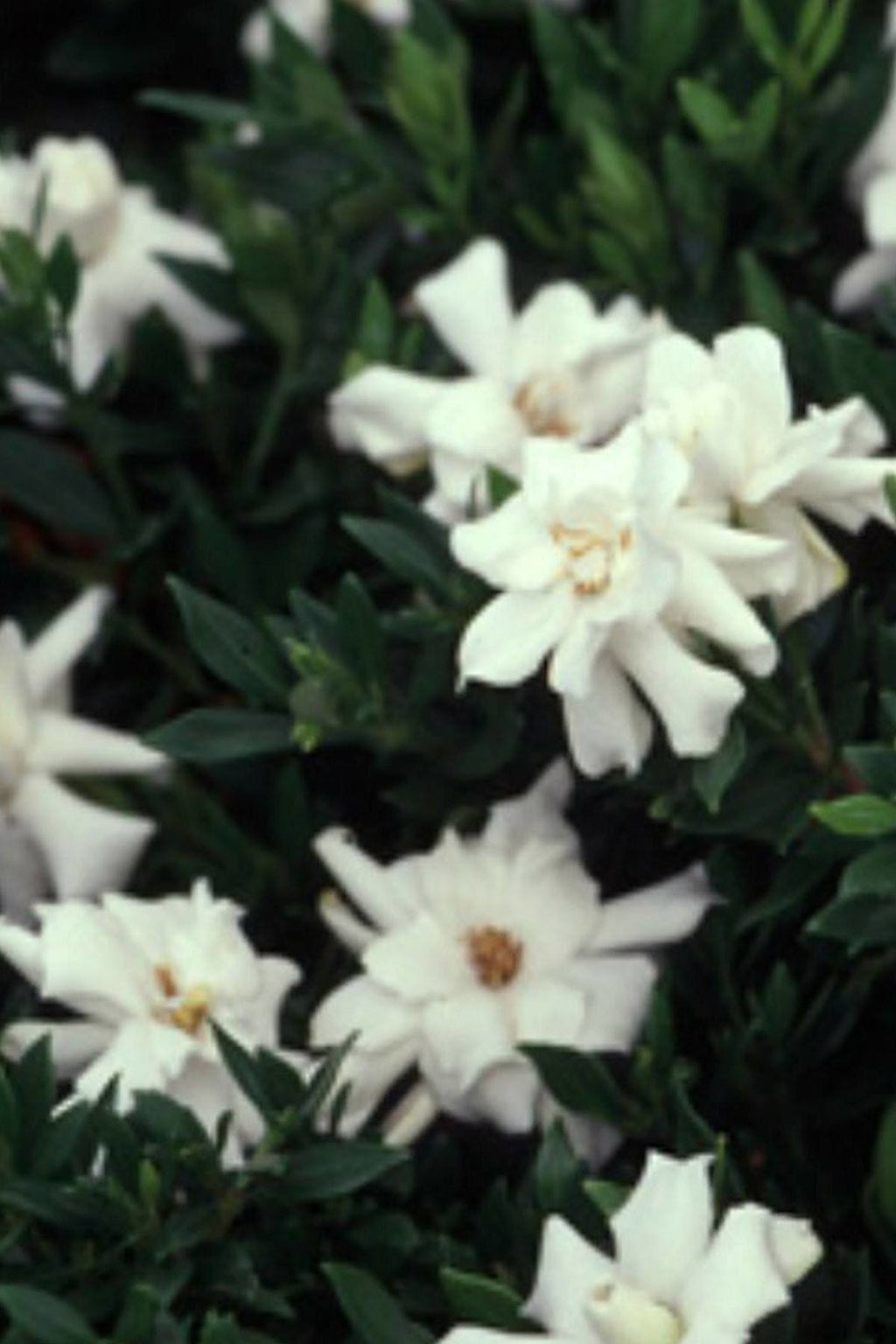 Gardenia 3 Gallon C8810