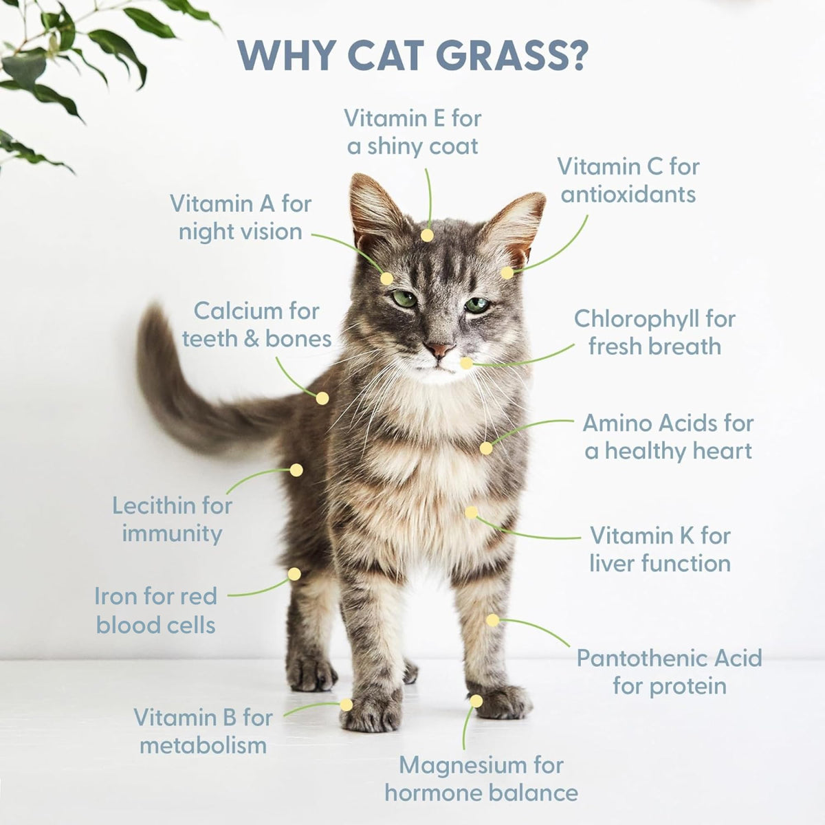 100% Organic Cat Grass Seed 8oz N80115