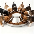 Stainless Steel Multi-Pet Feeding Bowl H375