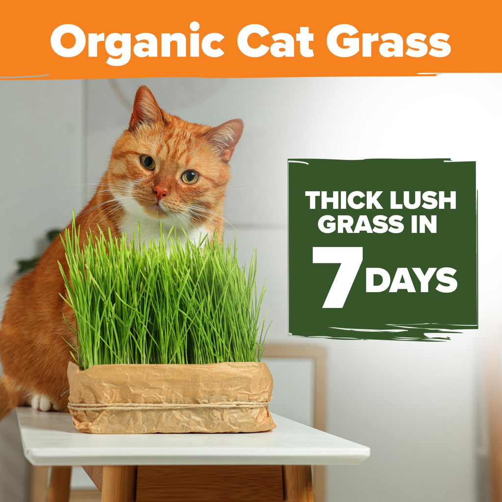 Organic Cat-Grass Seed Mix 4 oz G465284