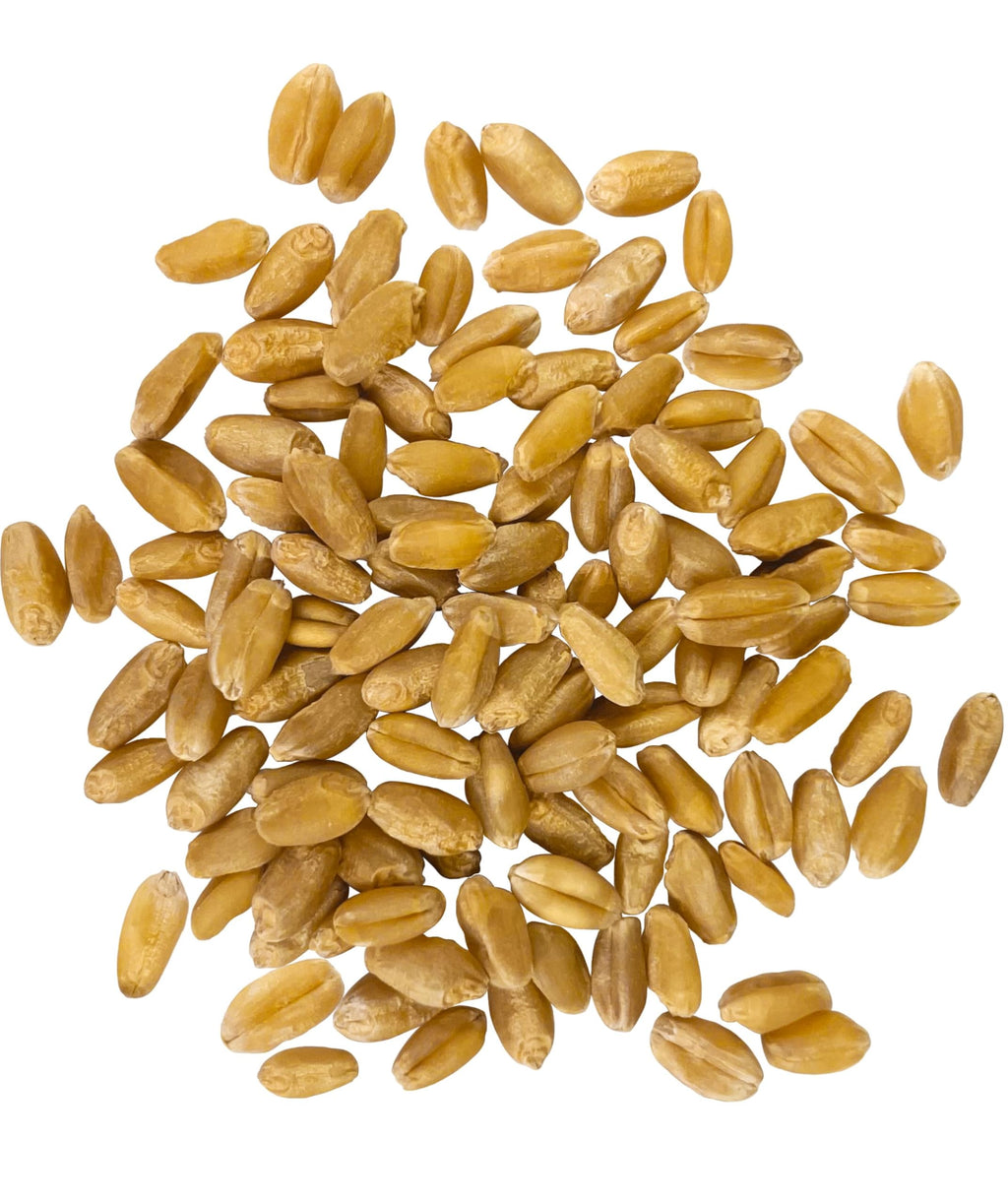 Hard White Wheat Berries 5 lbs O7332