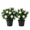 White Gardenia Plants 5-7 Inch Tall Y7998