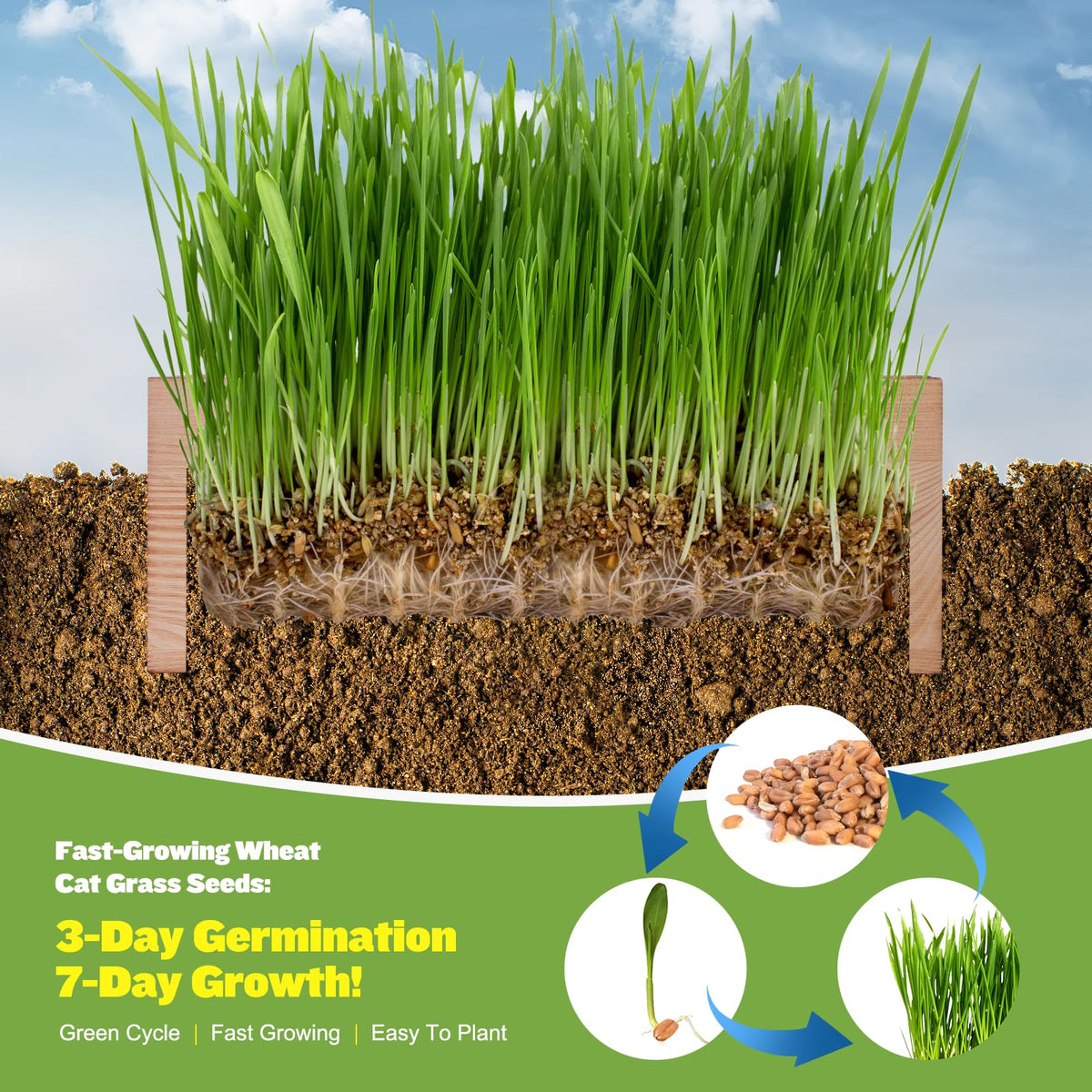 Cat Grass Kit with Seeds, Soil & Planter Pots X8128