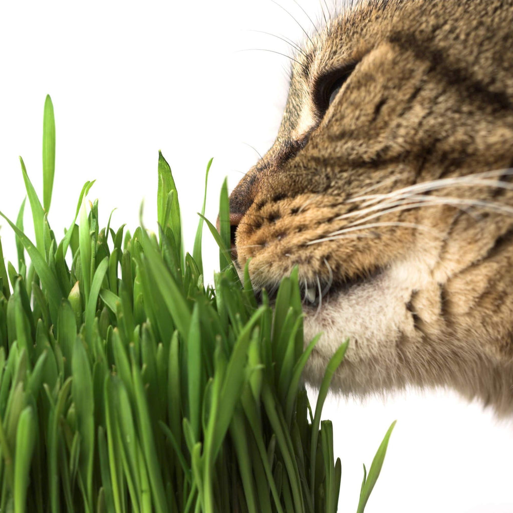 Organic Cat Grass Seed Blend 12 oz K11251