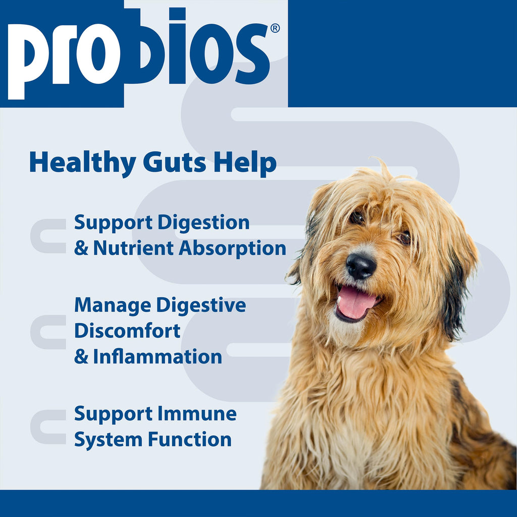 Digestive Dog Tabs 45 chewable tablets H706951