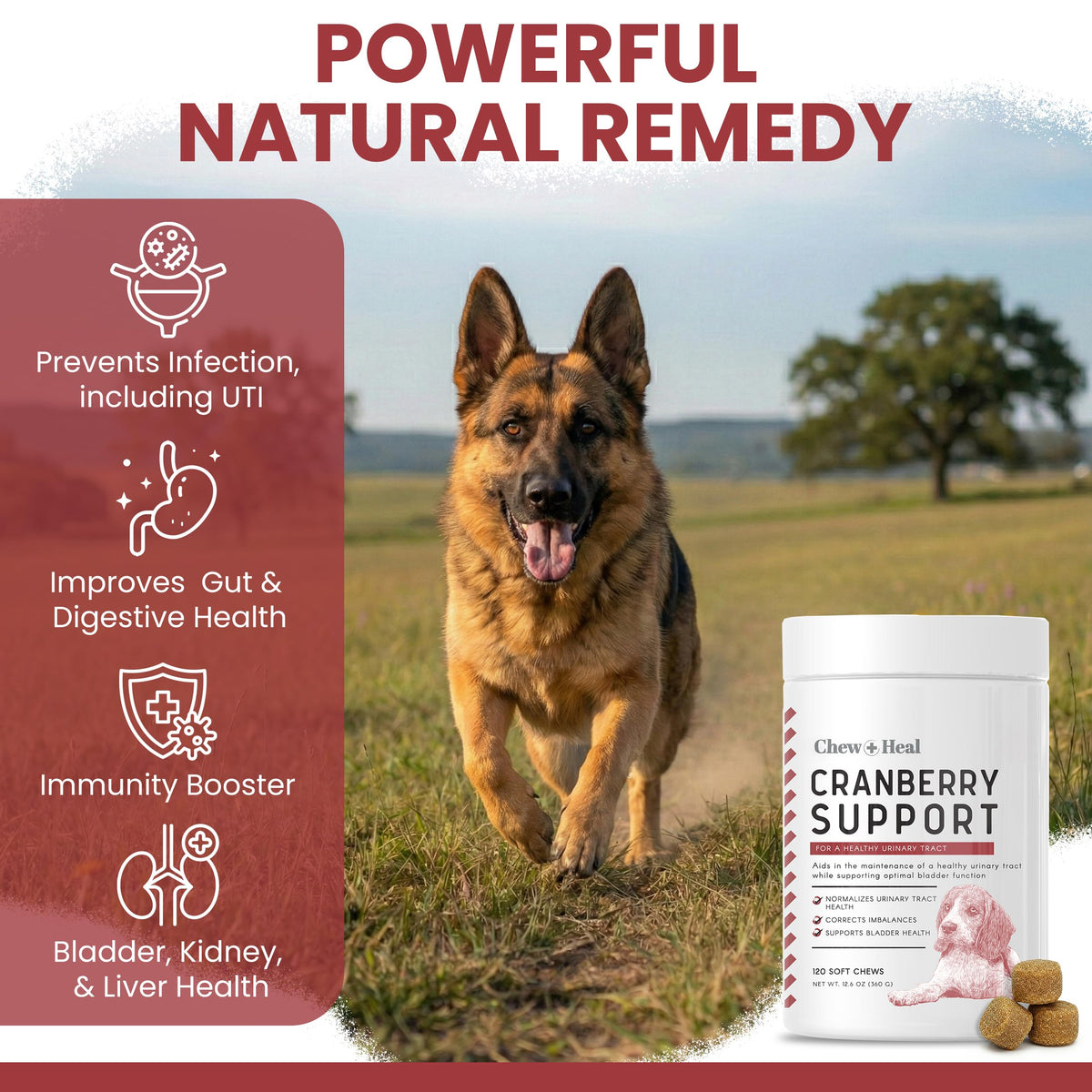 Cranberry Supplement for Dogs, 240 Soft Chews G659
